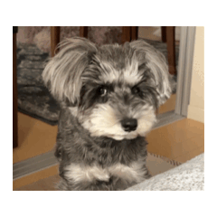 Siachan_20260515232408