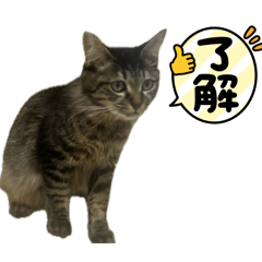 Suzu_20260512213037