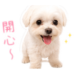 短短斯諾可愛日常