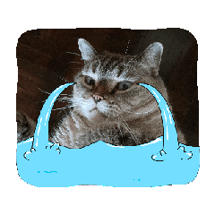 My Lazzzzy Cat