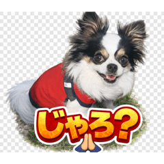 mako_20260512213334