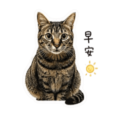 Little Rain Cat_1