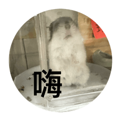 自家使用000