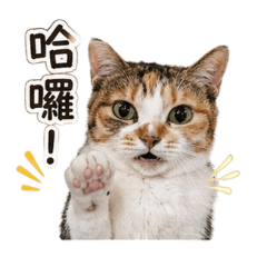 阿花 2.0