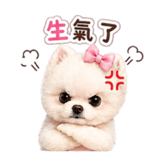 小公主博美