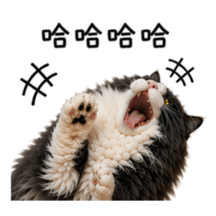 北北布布軟萌日常