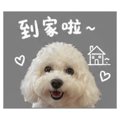白貴賓日常用語