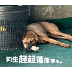 黃豆的8點檔