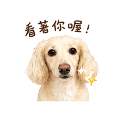 小咪的日常對話貼圖