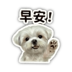 狗醫生樂樂