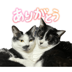 ayu_20260512205258