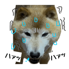 ma_20260512225445
