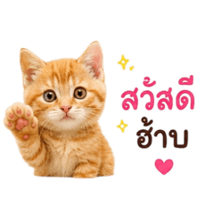 ojhgggggg_20260515164127