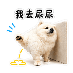 我是可愛的白色博美犬，名字叫奇奇！