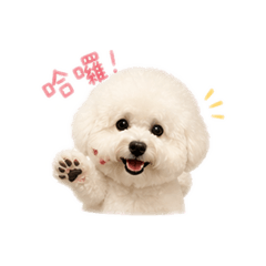 小白狗的撒嬌日常