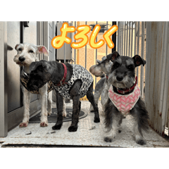 dog_20260512215247