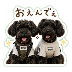 ROY_20260512214353