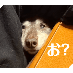 ayanodayoo_20260512231621