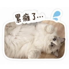 多寶女漢子日常❤️