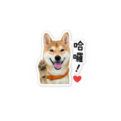 我的阿錢寶