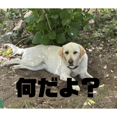 Wasabi_20260512234156