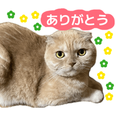 nekoneko_20260512233050