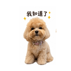 QQ瑪爾泰迪