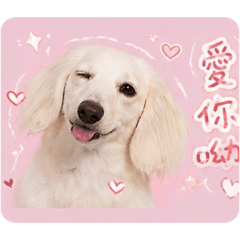 可愛のDiDi