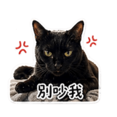 皮蛋小小貓咪2.0