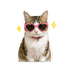 Little Fortune kitty
