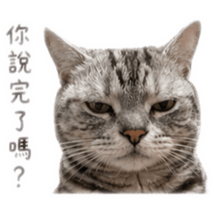 傑克貓的厭世日常