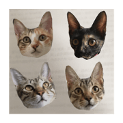 crazy catssss