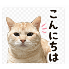 chii_chan_20260513001705