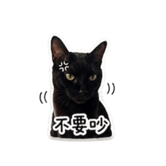 皮蛋小小貓咪1.0