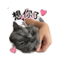 搗蛋麻