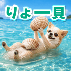 Dajare chihuahua [anime]