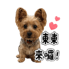 三歲的東東隆東鏘