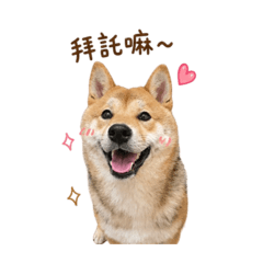 Lucky柴狗篇