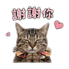 成為地毯的點貓
