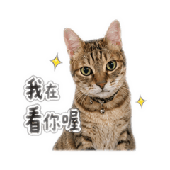 豆豆日常生活1.0