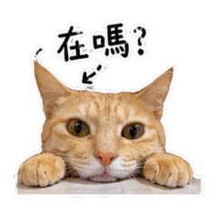 安妞妞小肥肉