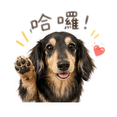 可愛的洛基腸