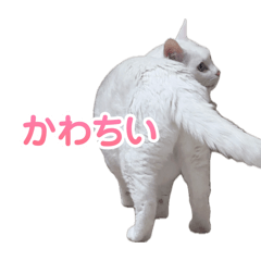 m_20260512230626