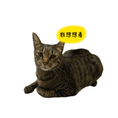 Ouli日常