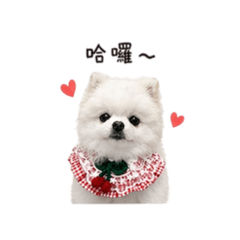 雪寶來嚕！可愛白博美狗狗日常第二彈