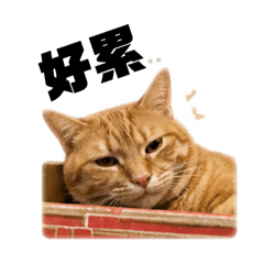 卡布奧利之家