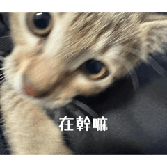 良寶寶1
