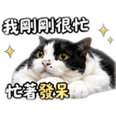 賓士貓 廢話文學(^○^)