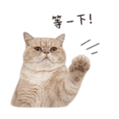 米米咪咪