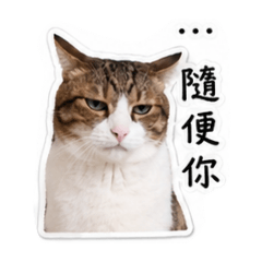 泡泡喵好厭世